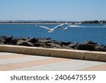 Small photo of Seagulls are flying in to pick up and eat food scraps on the land backed harbor at Bunbury, Western Australia on a sunny morning in summer, and will fight and squabble over the treats on the ground.