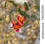 Small photo of Chorizema cordatum, heart-leaf flame peas a flowering plant of the pea family, endemic to gravelly or loamy soils in eucalyptus forests, in Crooked Brook Western Australia flowers in spring.