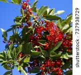 Small photo of Fruit of ripe Zanthoxylum piperitum, Japanese pepper, pricklyash, or sansh , red in autumn has pungent oils found in leaves, roots bark, pericarp creating Szechuan pepper, five spice powder.