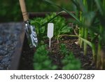 parsley seedlings in veggie garden in spring with shovel and label (tag). Raised veggie garden beds.