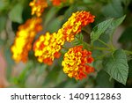 Orange Wild Flower In The Garden
