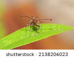 The Stalk-eyed fly insect on leaf