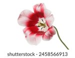 Red white tulip flower isolated ...