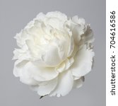 White Peony Flower Isolated On...