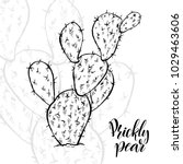 Hand Drawn Prickly Pear ...