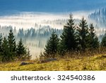 fir trees on a meadow down the will  to coniferous forest in foggy mountains of Romania