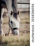 Small photo of Portrait of a gray sports stallion with a dark mane in a halter. Sporty young horse gray color in a halter in the levada. Horse muzzle close up