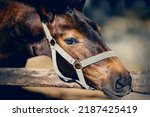 Small photo of Portrait of a brown colt. The sports foal in a halter in the levada. Nose horse in a halter. Horse muzzle close up.