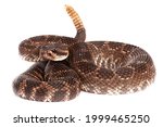 Southern Pacific Rattlesnake (Crotalus helleri).