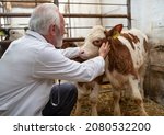 Senior man veterinarian examining baby animal simmental calf in cowshed on straw in stable