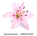 Pink Lily Flower On White...