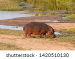 A Hippopotamus Grazing Next To...