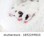 Newborn Puppy With Mother Dog...