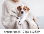 Cozy portrait of Puppy Jack Russell Terrier. Little dog two months old sitting in the ams of the owner and looking at camera