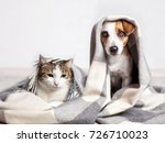 Dog and cat under a plaid. Pet warms under a blanket in cold autumn weather