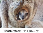 Kangaroo  Rock Wallabies