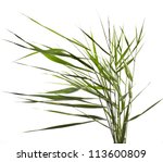  Green Reed Cane Grass Isolated ...
