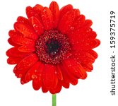 Single Red Gerbera Head Flower...