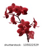 Dark Red Orchid Flowers...