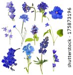 Set Of Blue Flowers Isolated On ...