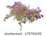 Lilac Blooming Tree Isolated On ...