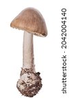 Small photo of brown grisette mushroom isolated on white background