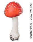 Red Fly Agaric Isolated On...