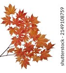 Small Maple Tree Branches With...
