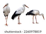 Three storks isolated on white...