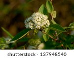 Small photo of A sheepberry viburnum (Nannyberry, Viburnum lentago) flower head lit in the golden glow of the setting sun. Also visible are the lamb's ear shaped leaves of this popular landscaping shrub.
