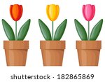 Set Of Multicolor Tulips In...
