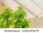 Small photo of interior public space area with roof sunshade canopy grill design for green tree plant indoor for cooling air refresh ozone