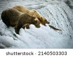 Bears at Katmai Brooks Falls Alaska 