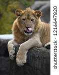 Small photo of Finicky Transvaal lion (Panthera leo krugeri) licks his lips