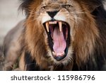 Angry roaring lion, Kruger National Park, South Africa