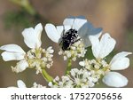 Small photo of Beetle Oxythyrea cinctella on a white Orlaya grandiflora