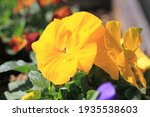 Colorful Pansies In The Garden...