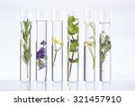 Scientific Experiment - Flowers and plants in test tubes