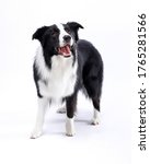 Border collie is standing and...