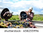 handsome young man winemaker in his vineyard during wine harvest emptying a grape bucket in tractor trailer