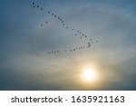 Flock Of Canadian Geese Flying...