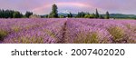 Beautiful Lavender Valley with Snow capped Mt. Hood in Oregon and Rainbow Sky in the background panoramic.