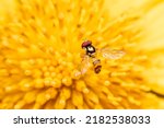 Small photo of Hoverfly perched on yellow flower in the garden. Example of mimicry between insects.