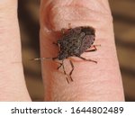 Brown Marmorated Stink Bug ...