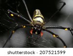 Large Tropical Spider   Nephila ...