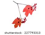 Autumn Twig With Red Berries...
