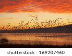 A Flock Of Snow Geese Fly From...