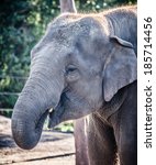 Small photo of Asian elephant (Elephas maximus) outdoors and backlit drinking water using her trunk and showing the small female tusk (tush)