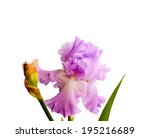 Iris Flower Isolated. Beautiful ...