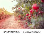 Ripe pomegranate fruits hanging on a tree branch in the garden. Sunset light. soft selective focus, space for text